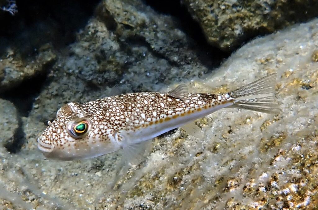 ''Özellikle balon balıkları hakkındaki bilgi kirliliği ve farkındalık eksikliği neredeyse tüm Akdeniz’de zehirlenmelere sebep oluyor,'' diyen Köşker; balon balıklarının ‘‘iyi pişirildiğinde yenebileceği’’ veya Japonya’da tüm balon balığı türlerinin tüketildiği gibi bilgilerin yanlış ve yanıltıcı olduğuna dikkat çekiyor. (Fotoğraf: Ömer Ege Taymaz)
